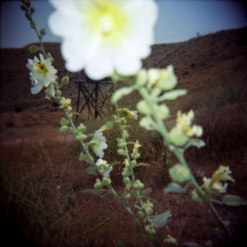 Mehraneh Atashi_Flowers_2010 — © Courtesy of the artist