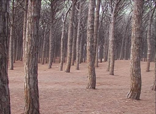 Tessa Knapp, TRACE: Scenes of the Woods, 2007. Video still. — © Courtesy of the artist.